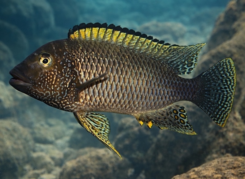 Petrochromis famula 'Tembwe (Deux)'